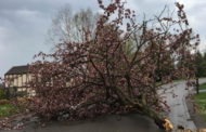 Storms Uproot Trees, Bring Down Wires