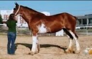 Clydesdale Still Missing From Sarver Home