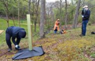 City Buying More Trees For Ritts Park