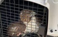 Saxonburg VFC Rescues Hawk