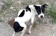 Police Investigating After Dog Was Starved and Shot
