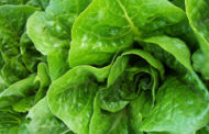 Allegheny Co. Resident Files First Romaine Lawsuit