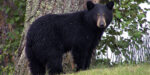 Game Commission Warns Of Black Bears Coming Out Of Hibernation