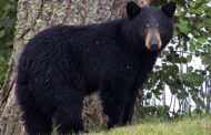 Bear Harvest Down Compared To Last Year