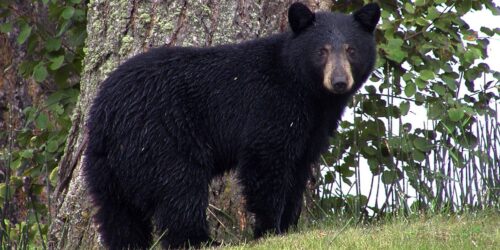 bears coming to the game