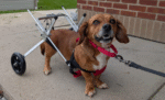 Fundraiser Underway To Help Disabled Dog Get To New Owner