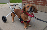 Fundraiser Underway To Help Disabled Dog Get To New Owner