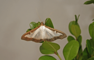 Invasive Box Tree Moth Found In Erie County