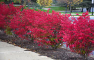 Burning Bush Banned In Pennsylvania