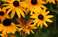 VNA Hosting Annual Butterfly Release