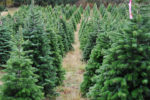 Fire Officials Urge Homeowners To Remove Live Christmas Trees