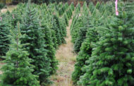 NFPA Recommends Taking Live Christmas Trees Down