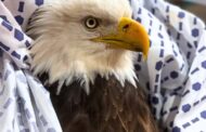 Bald Eagle Rescued In Slippery Rock