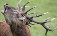 Elk Camera Returns