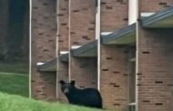 Game Commission Notified Following BHS Bear Sighting