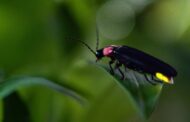 Moraine State Park Spotlights Fireflies