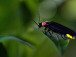 Fireflies Presentation At Moraine State Park