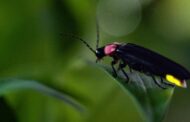 Fireflies Presentation At Moraine State Park