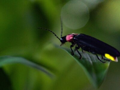 fireflies moraine butlerradio