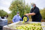 Gleaning Helps Charitable Food System
