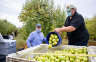 Gleaning Helps Charitable Food System