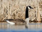 Game Commission Could Relax Goose Measures