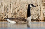 Game Commission Could Relax Goose Measures