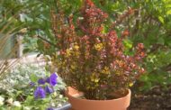 PA To Ban Sale Of Japanese Barberry By 2023
