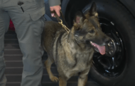State Police Say K9s Heavily Involved In Searches