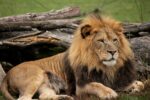 Lions Test Positive For COVID At Pittsburgh Zoo
