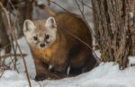 Game Commission Pauses Marten Release