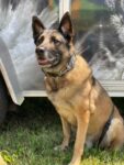 Middlesex Twp. Police Mourning Death Of K9 Officer