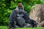 Pittsburgh Zoo Mourning Recent Animal Deaths