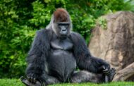 Pittsburgh Zoo Mourning Recent Animal Deaths