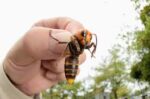 ‘Murder Hornet’ Not A Concern In PA