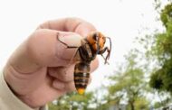 'Murder Hornet' Not A Concern In PA