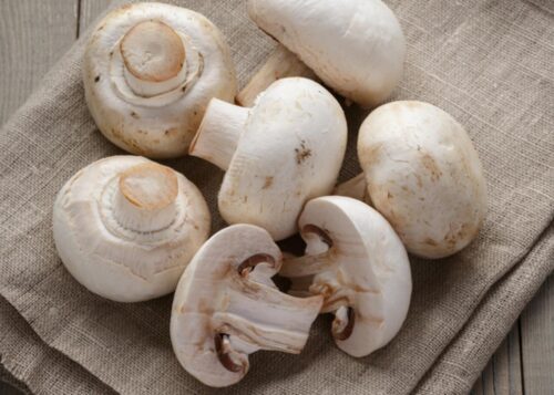 Mushroom Industry Continues To Grow In PA
