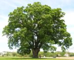 Cranberry Twp. Handing Out Tree Seedlings