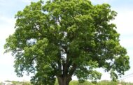 Shade Tree Commission To Discuss Invasive Tree Insect