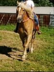 Missing Horse Found Dead