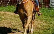 Officials Looking For Another Missing Horse