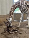 Baby Giraffe Born At Keystone Safari