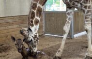 Baby Giraffe Born At Keystone Safari