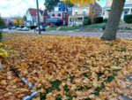 Volunteers Needed To Help With Leaf Removal In Cranberry Township