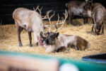 Santa’s Reindeer Given Clear To Fly On Christmas Eve