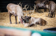 Santa's Reindeer Given Clear To Fly On Christmas Eve