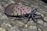 Butler County Added To Spotted Lanternfly Quarantine List