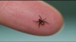 Proposed Bill Focuses On Lyme Disease Prevention