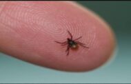 Officials Warn Of Lyme Disease As Spring Hits