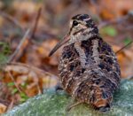 Moraine Event Will Focus On Unique Bird